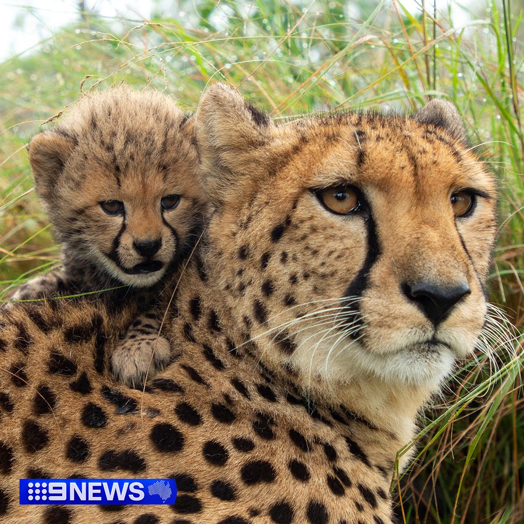 A Mother's Day surprise! 🐾🐆 Four cheetah cubs have been welcomed into the Wild Cat Conservation Centre, becoming just the second set of cubs to be born in Sydney. #9News