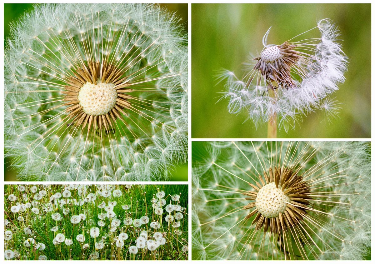 A story tells that when Father Sun and Mother Moon’s star-children wander too far they fall to Earth. Unable to rescue them, the Sun transforms them into rayed dandelion #wildflowers that gradually change into tiny parachuting stars and try to return home. #FolkloreSunday #nature
