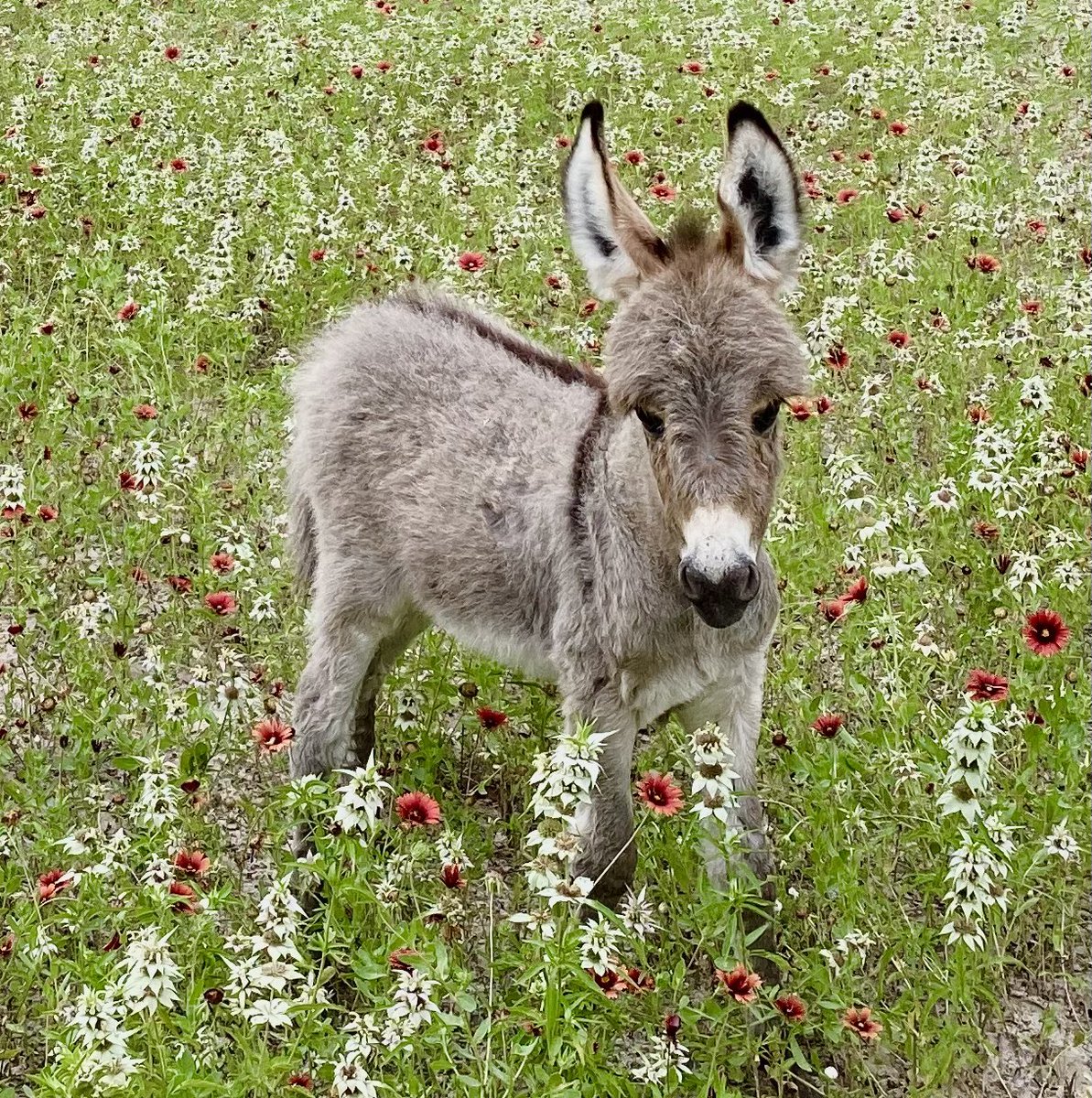 Spent the morning helping a local donkey rescue with their social media start. Absolutely adorable! #babyanimals