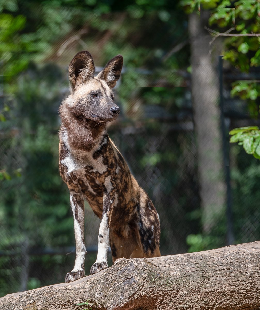 STLWolfCenter's tweet photo. Did you know that African painted dogs can reach speeds of up to 41 mph?!

Love #Africanpainteddogs? Symbolically adopt our pack at the Endangered Wolf Center and receive special keepsakes that help you get to know your adopted pack. https://t.co/nQcN4nlVdo https://t.co/Jjd6St4ISO