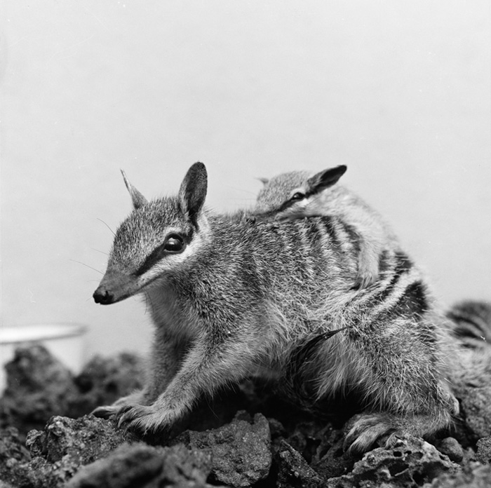 Happy Mother’s Day 💐 A mother numbat and her baby in Narrogin, Western Australia, 1968. Find more heartwarming images: bit.ly/3zOLymA NAA: A1200, L78284