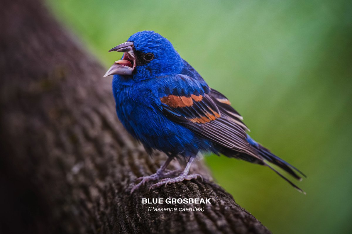 Blue grosbeak (Passerina caerulea)

#bird #birdphotography #nature #naturelovers #photography #Nikon #Nikon100 #NikonNoFilter #NikonPhotography #ShotOnLexar #CreateNoMatterWhat #YourShotPhotographer #photooftheday #wildlifephotography #wildlife #CostaRica