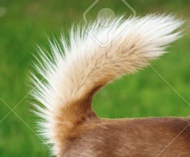 It’s time for another Saturday night tweet! Forget about the politics and all the crap that’s going on for a moment. Tonight should be fun! If humans had a tail, what would you want yours to look like? Here’s mine.