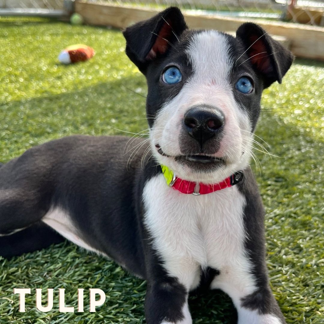 🌷TULIP🌷 The eyes speak for themselves 🩵 thesatoproject.org/adopt