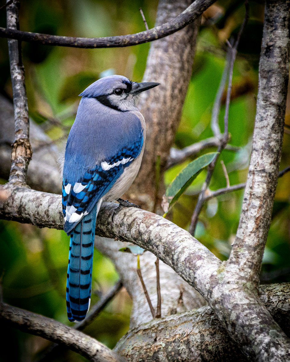 Blue jay in the trees 🐦💙

#nature #photography