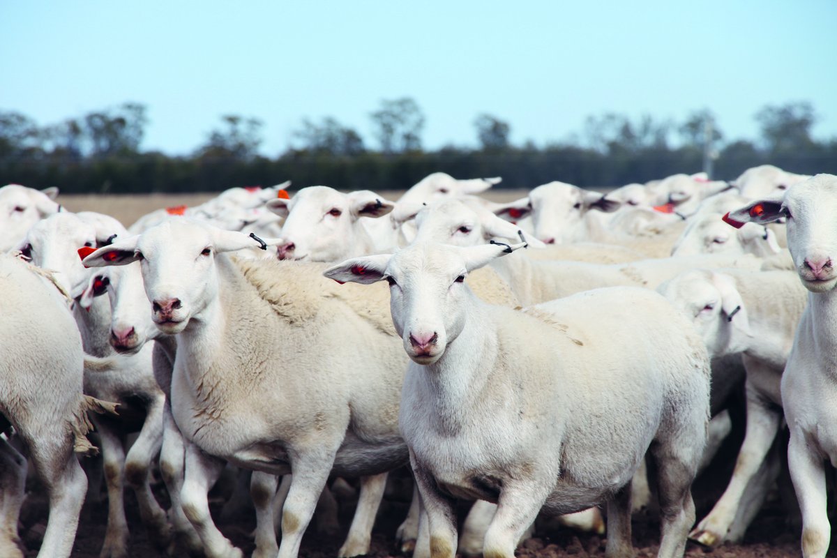 AgForce has strongly opposed the Australian government’s policy position to ban the live export of sheep by sea and will stand shoulder-to-shoulder with industry’s peak bodies and the farming organisations around Australia, to continue this fight. Read 👉okt.to/SHJPab