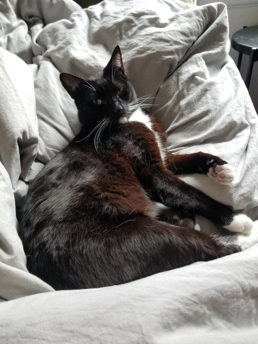 My cat had a very suddenly Life Threatening emergency today, and its definitely going to be a huge financial burden for us to shoulder to ensure he's getting the proper care for his health. Any donation would be very deeply appreciated. gofund.me/9cbbeeae
