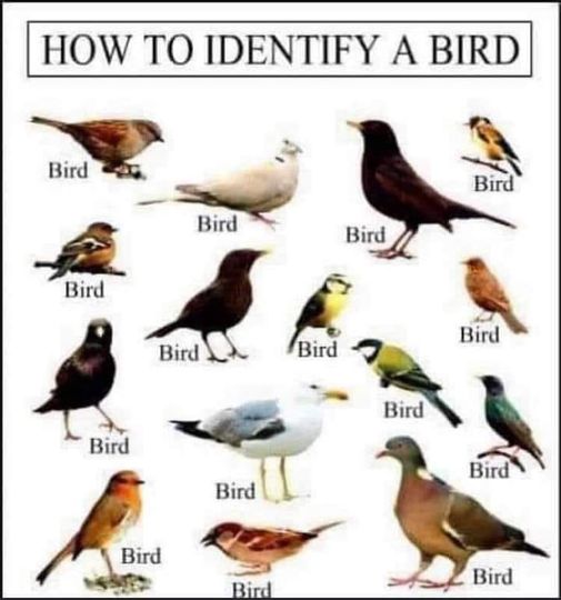 Bird identification made easy.