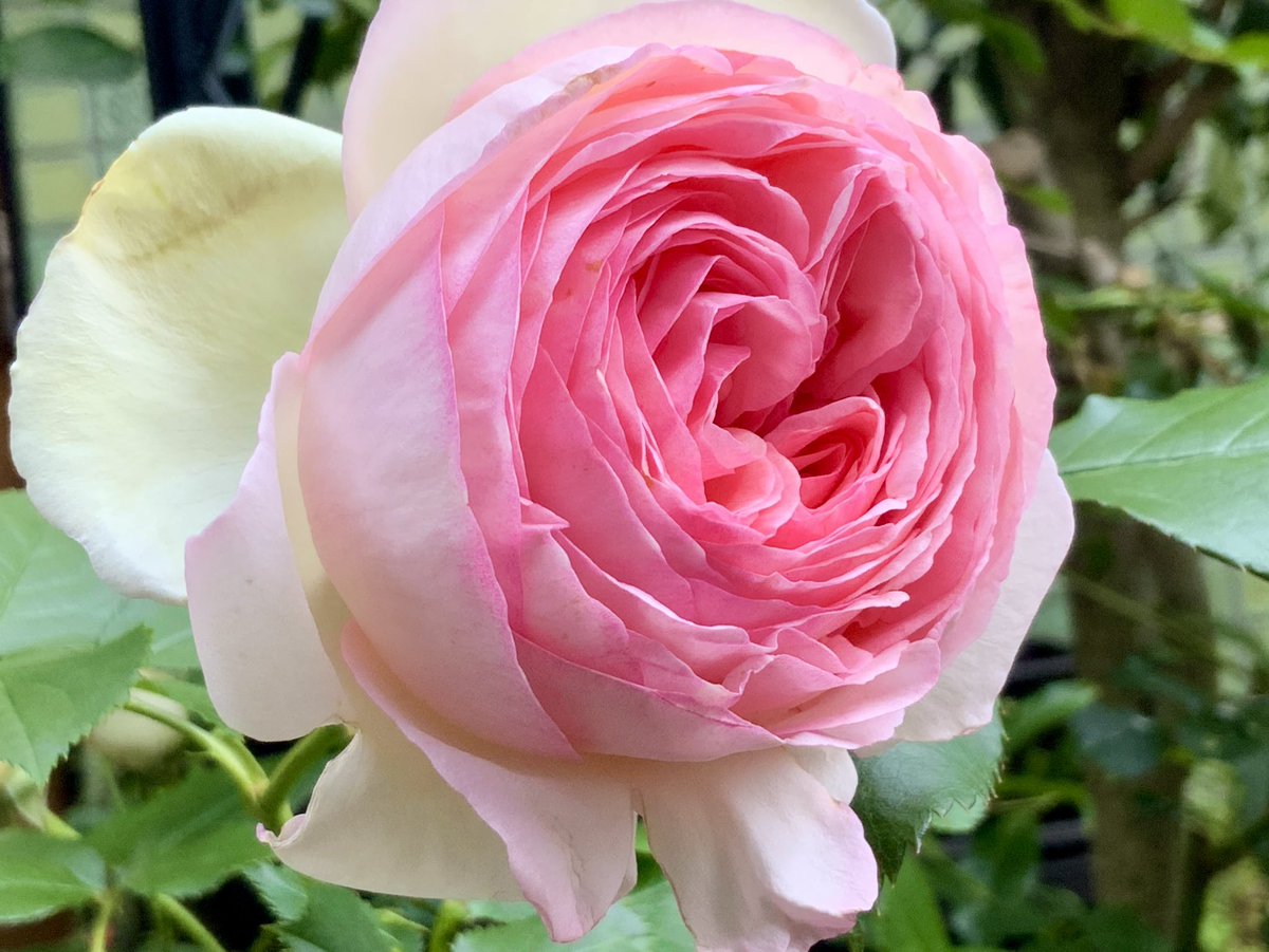 おはよう！今日は少し色付いて来た。ピンクの薔薇の花言葉は「温かい心」です。どうぞ！