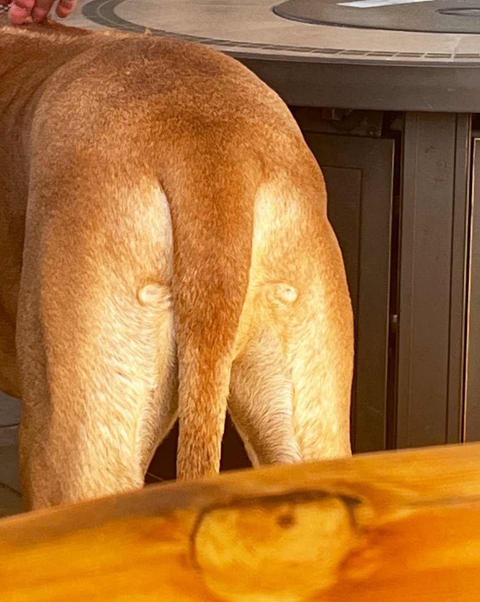 This dog’s butt at the brewery had a face 🤣😂🤣