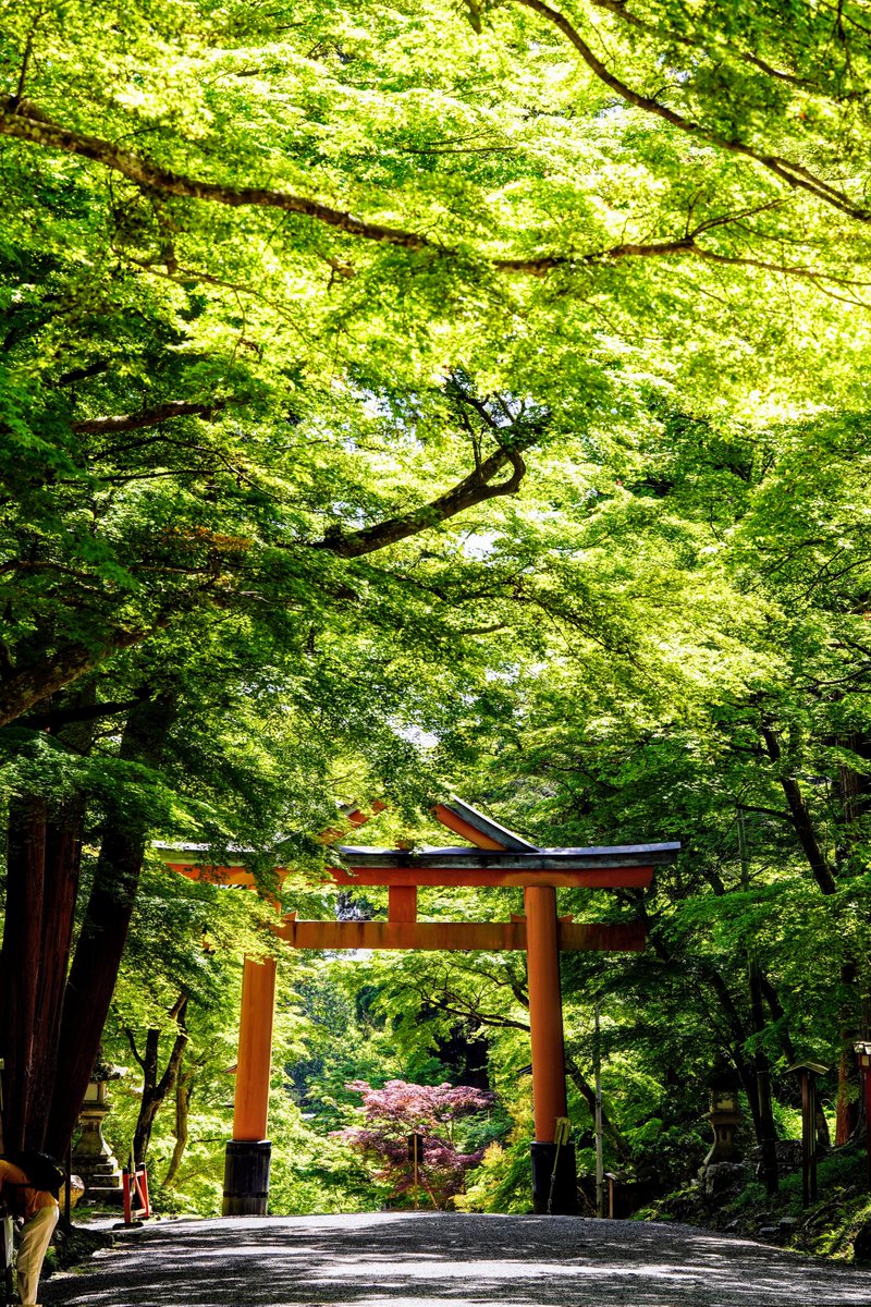 美しい新緑と、鳥居の神々しさ。
#日吉大社
#山王鳥居
#滋賀県
#大津市 
#比叡山坂本