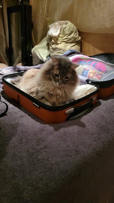 He wants to come on vacation with me 🤣 https://t.co/cvJ4P8CIpt<a href="/tag/sensualdance"class="tags"><span>#sensualdance</span></a><a href="/tag/reddresstease"class="tags"><span>#reddresstease</span></a><a href="/tag/poledancingnigh"class="tags"><span>#poledancingnigh</span></a>