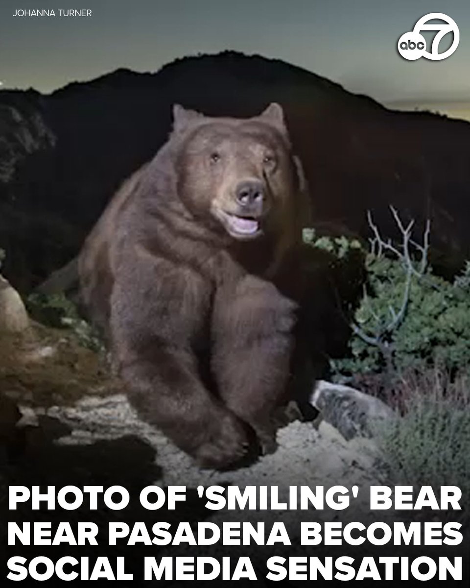 A photo of what appears to be a happy - and smiling - black bear looking over Pasadena has become a hit on social media. abc7.la/4dtxi4u