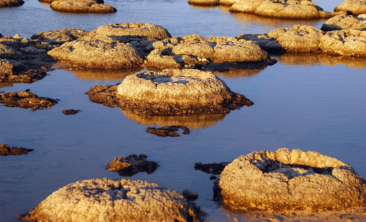 Some bacteria live colonially in stromatolites, living rock formations that emerged at least 1.25 billion years ago — but they never evolved true multicellular complexity. Why not? quantamagazine.org/the-mystery-of…