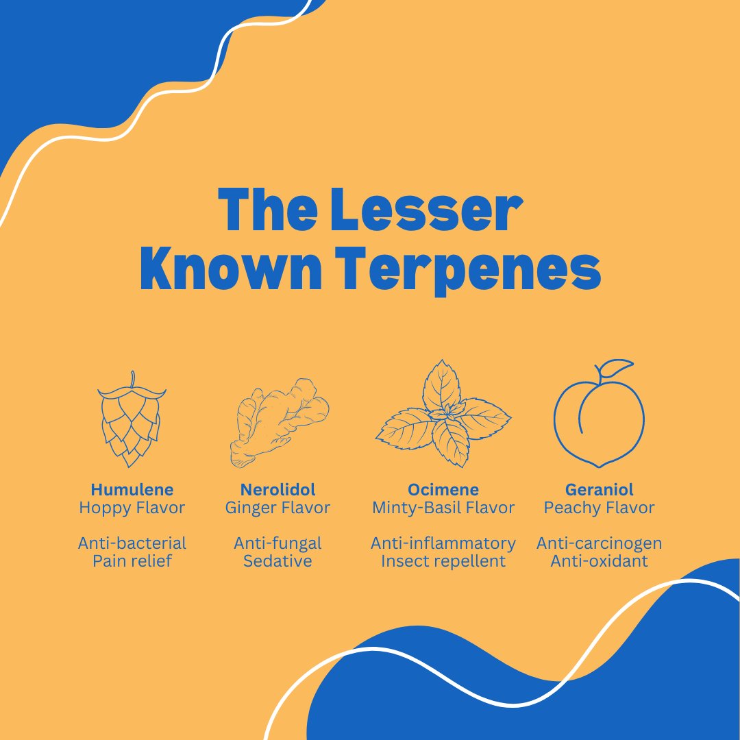 🌿 Discover the hidden heroes behind your favorite aromas!

#terpenes #cannabiseducation #naturalremedies #wellness #holistichealth #plantpower #aromatherapy #healthyliving #natureheals #botany