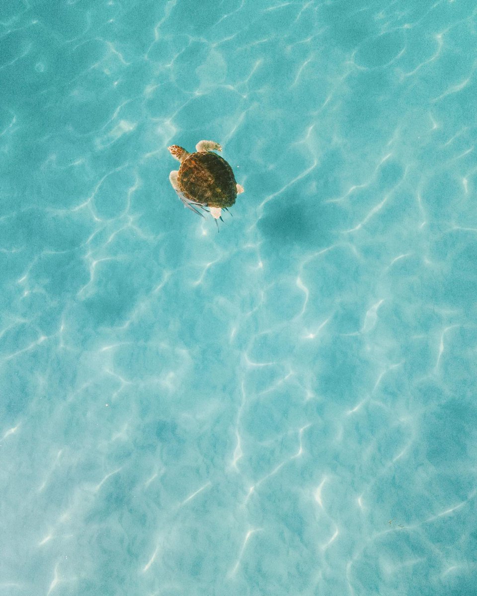 Just keep swimming. Just keep swimming. 🐢 #TheWayToBeach #ExperiencePcola #LoveFl 📸 @explore_with_elizabeth