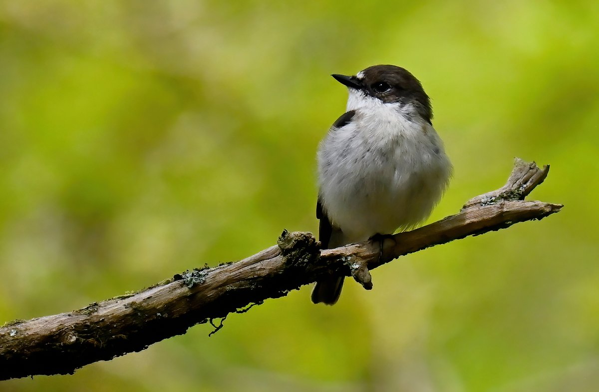 How gorgeous is this little male Pied Flycatcher? 😍
 Taken yesterday at Hodder's Combe on the Quantock Hills in Somerset. 😊🐦