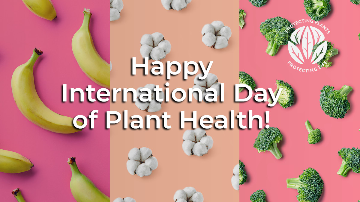 Today is International Day of Plant Health! #DYK? @FAO estimates a 60% rise in agriculture production is needed to feed a growing population by 2050. #IDPH2024 raises global awareness on how protecting #planthealth can help end hunger & reduce poverty. 👉 bit.ly/43l5SZL
