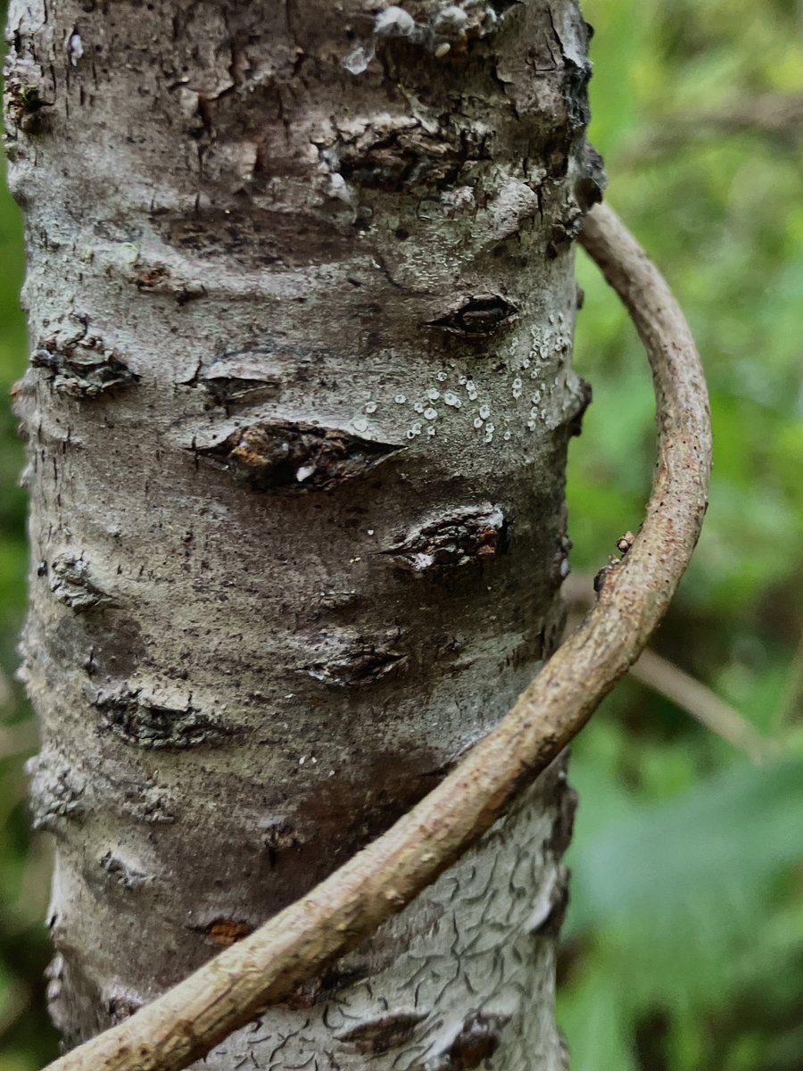 川べりの若いヤマザクラの樹幹の地衣類

#lichen #lichens #地衣類