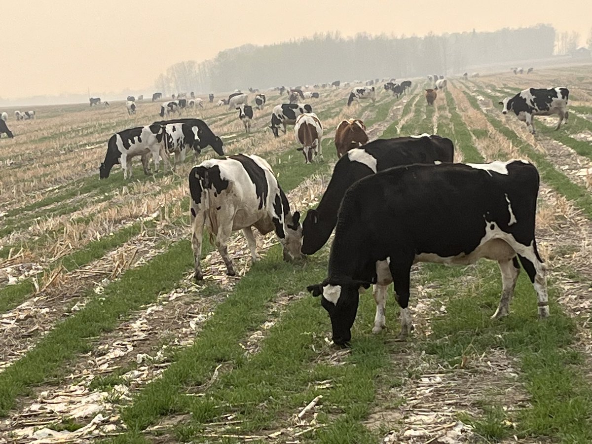 #drycows grazing on #wintertriticale in the #smoke ,seeded into standing #corn last July #covercrop #sustainableagriculture
