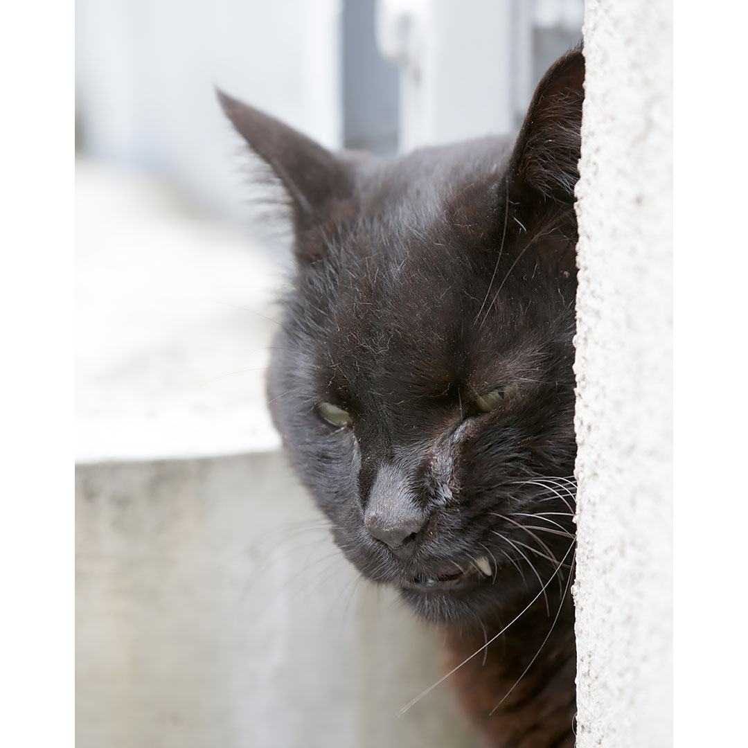 階段の下でご飯待ち
「ここなら安心して待てるからな」
「アンタも入ってみるかい、へっへっへ～」
#ねこ #猫 #ねこ写真 #猫写真 #東京猫 #ねこすたぐらむ #外猫 #野良猫 #地域猫 #straycat #tokyocats #cat #gato #chat #cutecats #黒猫