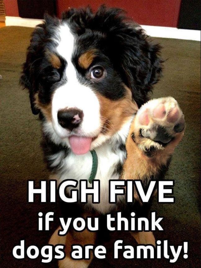 High five if you think dogs are family ❤