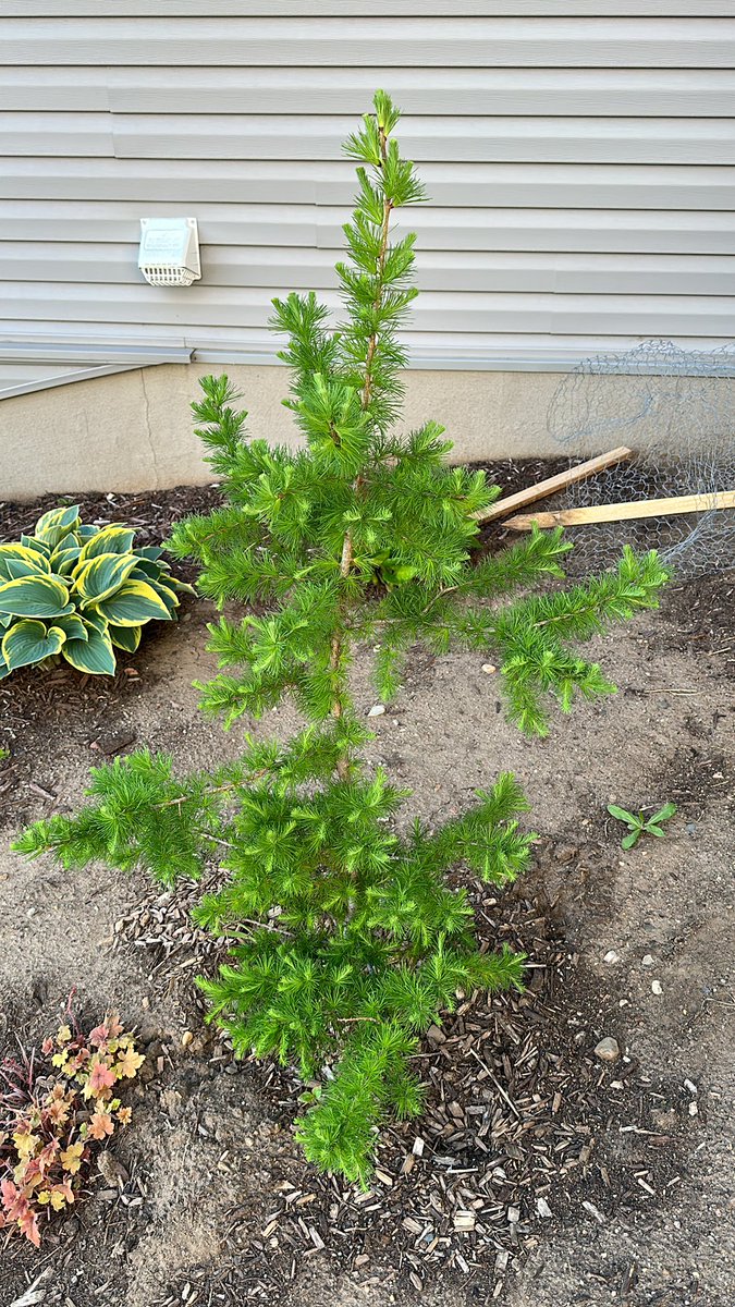 My tamarack tree!  They are the coolest trees.
