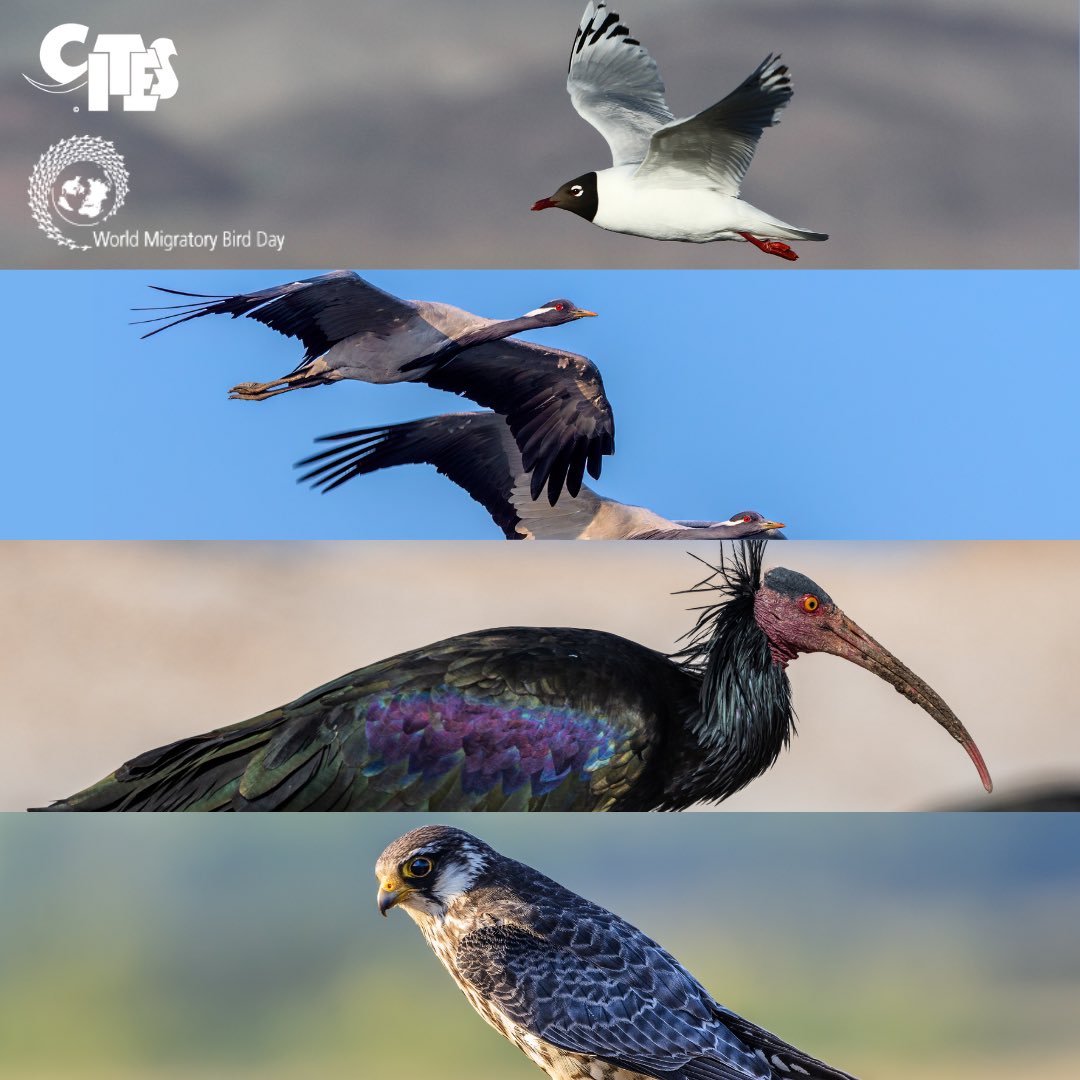 #QuizTime 🐦🪰 Can you name these insect-eating, CITES-listed #migratorybirds? By ensuring int’l trade does not threaten the survival of these species in the wild, we help them continue to balance ecosystems along their migratory journeys 🗺️ 🪲 #WorldMigratoryBirdDay #WMBD2024