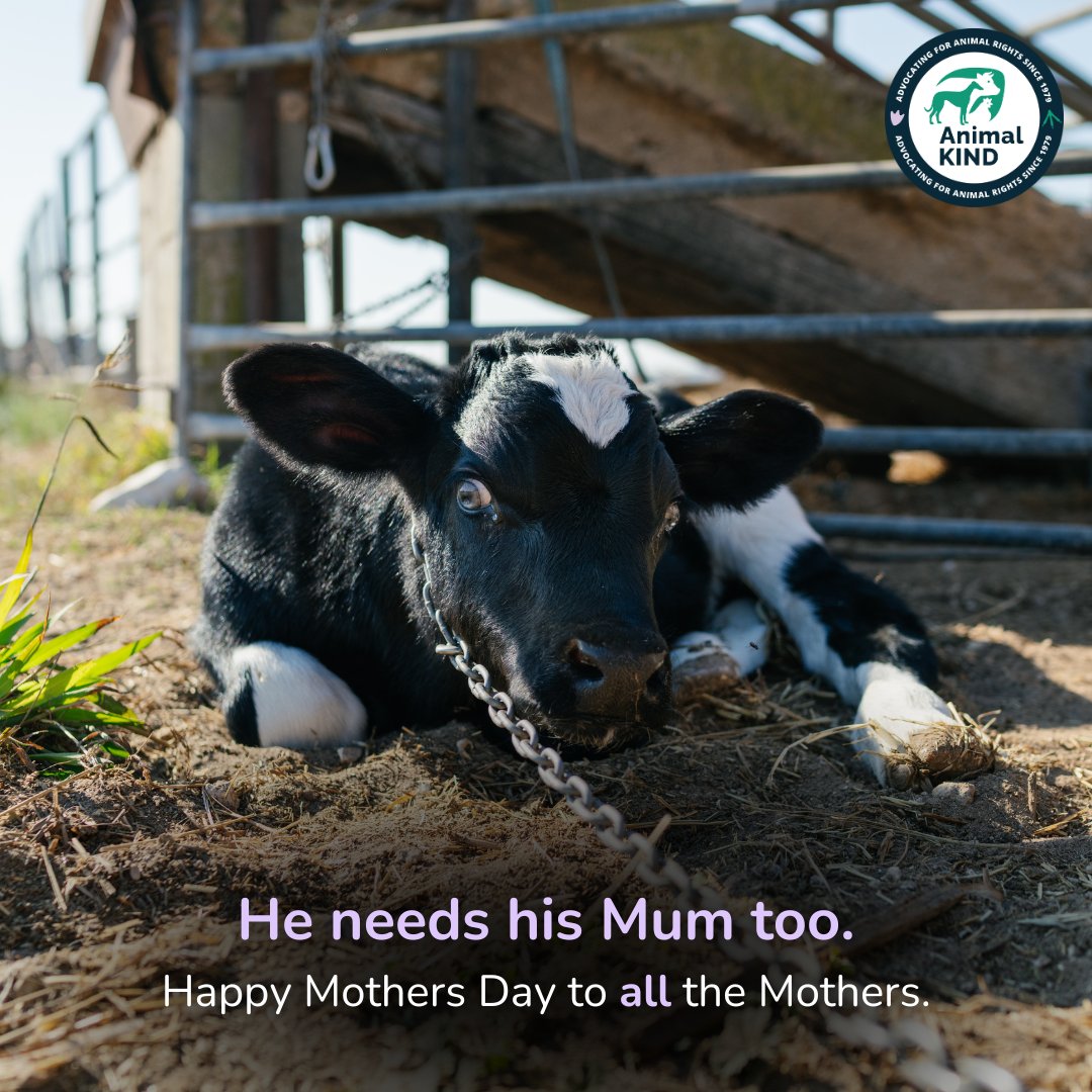 A newborn boy sits chained up outside an Australian dairy farm, waiting for the slaughter truck. In a nearby paddock, his mother wails for her baby, close enough to hear and smell him, but powerless to save his life. A mother's love is not defined by species.