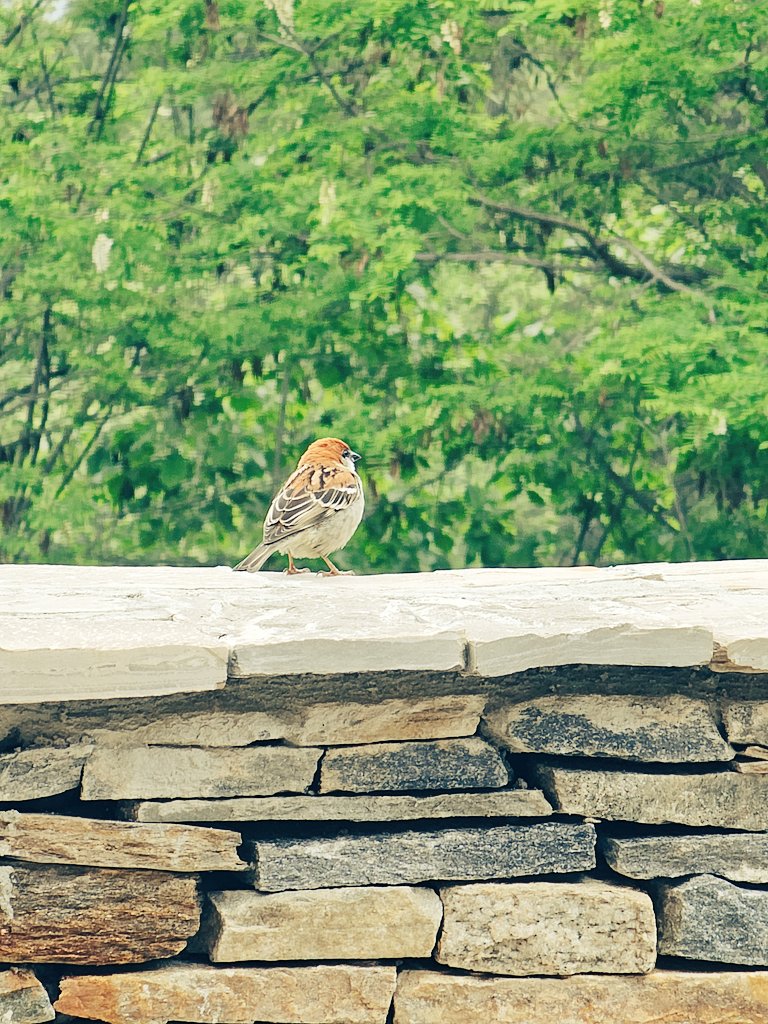 The chirpy friend we lost in cities like Bengaluru, in the race for better data and connectivity! (Mobile towers). #Sparrow #Bhutan