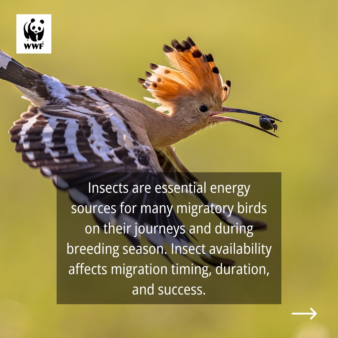 #WorldMigratoryBirdDay is a #global campaign highlighting the need to conserve #MigratoryBirds and their habitats. Scientists say that a fall in insect populations will lead to fewer birds. This is why this World Migratory Bird Day puts the spotlight on insects.
#WWFIndia #WWF