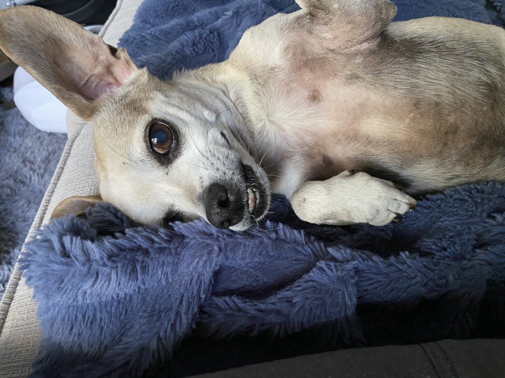 Someone just said that #CharlieTheChiweenie looks like a kangaroo in this pic and now I can't unsee it.
Also, please DON'T look up pics of hairless kangaroos or hairless possums. 🦘🦫🐶
#DogsOfX #DogsOfTwitter #Chiweenie #TheMostHandsomestBoy