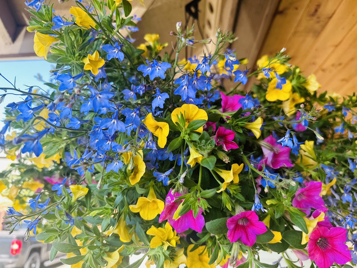JahNestaWailer's tweet image. Got two hanging baskets..i especially love these colors 😍

#TellMeImPretty