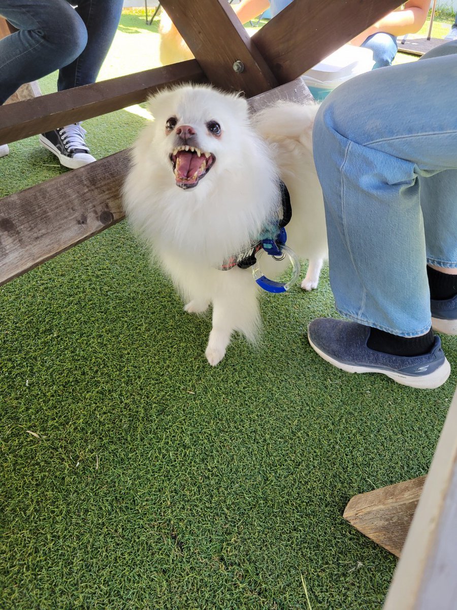 noanoa_panic's tweet photo. 昨日は夢の島マリーナでバーベキューしてきたよー🍖
りおは保護犬で、その時にお世話になった里親さんが企画してくださり、卒業犬が集まりました。
あっという間の4時間☺
車だったから酒は飲めなかったー🚗
#アイダックレスキュー隊
#ケロ組 https://t.co/I6HMX0diLz