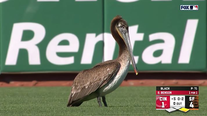 There's a pelican on the field at the #SFGiants game.