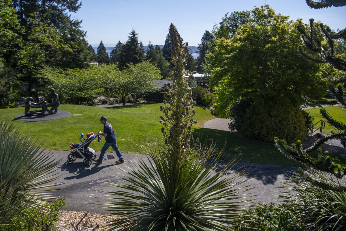 Five Nolina hibernica are now in bloom at the Zoo! Our talented horticulturalist Bryon believes it’s a first for any single location in the Pacific Northwest. 🌱