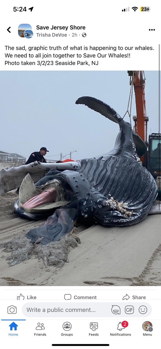 Of course they knew. #offshorewind  knows they kill whales too. They apply for permits to do so.
