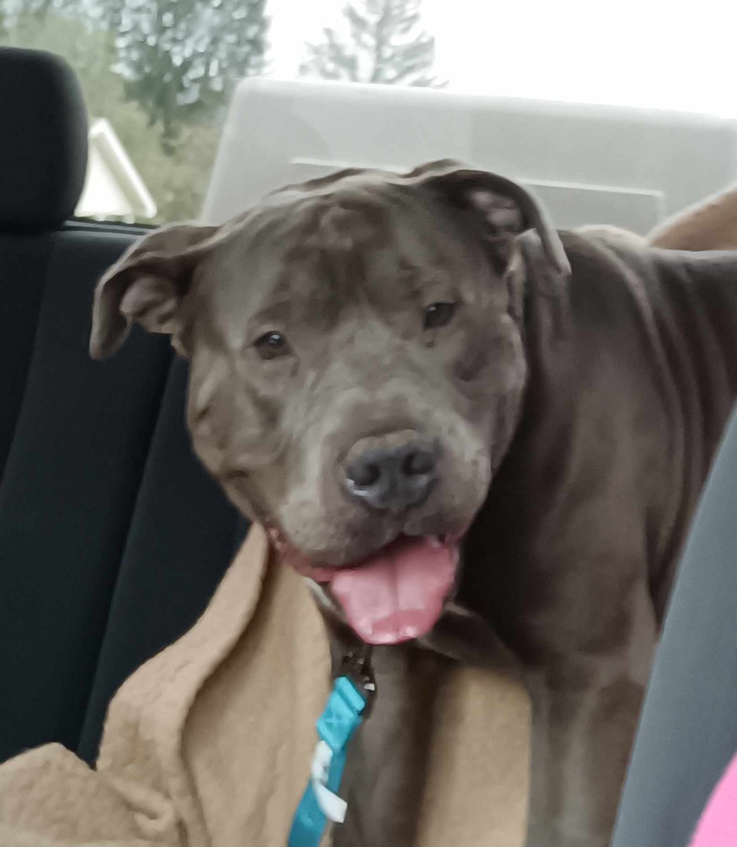 Pound Hounds ResQ tweet media