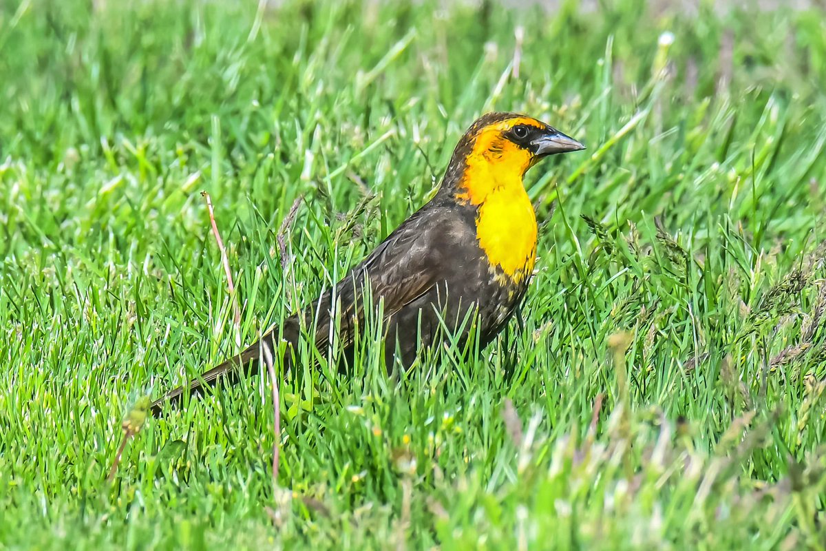 Started my #GlobalBigDay seeing a yellow-headed blackbird at Sunset Cove Park, Queens County. This bird is generally found fr the Mississippi River westward, so it's great to see one visiting NYC. #yellowheadedblackbird #WorldMigratoryBirdDay