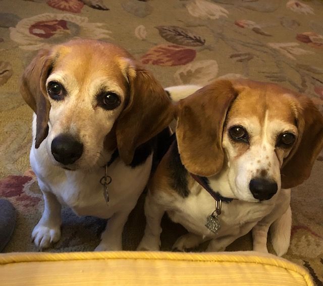Happy #NationalDogMomDay to all the amazing #beagle mamas out there! They may be stubborn & messy, but their love is truly endless Who else lets their beagle boss them around? #BeagleLove #MyBeagleMom