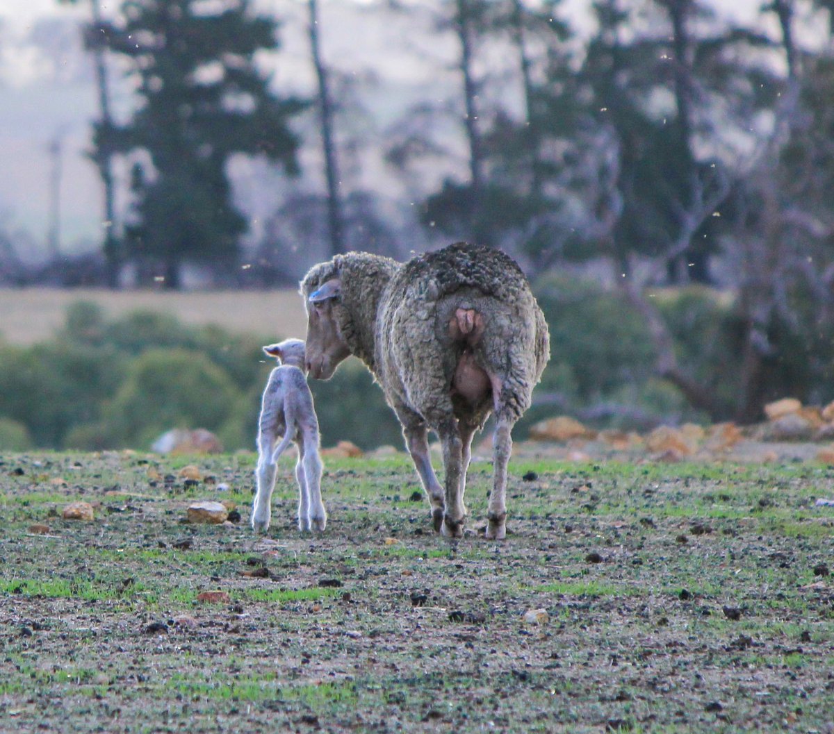 Today on #MothersDay, let’s put our arms around every sheep producer in WA. Our season, our markets & our government are against us but we will unite and fight with force for the welfare of our people and our businesses - for your families. 💚🐑 #KeepTheSheep