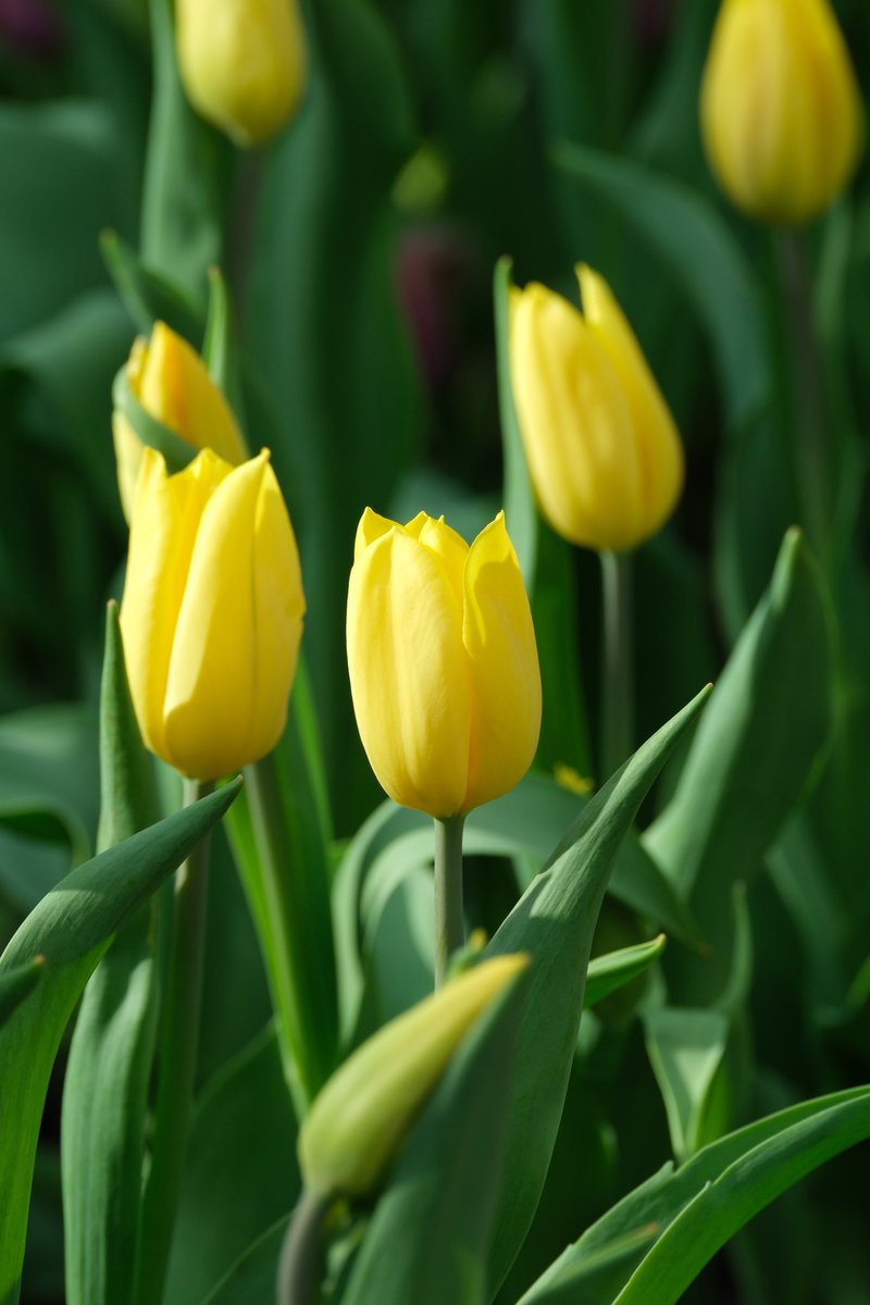 #tulip #flowerdome  (ISO320, f7.1, 1/250s, FUJIFILM X-T5 + XF70-300mmF4-5.6 R LM OIS WR)