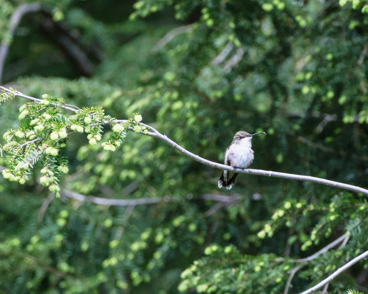 #photography #fujifilm #fujixt30ii #hummingbirds #birdsoftwitter #birds #naturephotography #hummingbirdsoftwitter