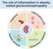 Take a look at this comprehensive review by Guan and others of the recent advancements in understanding the inflammatory mechanisms associated with obesity-related glomerulopathy and corresponding treatment approaches. #JLB buff.ly/3UxCFqE