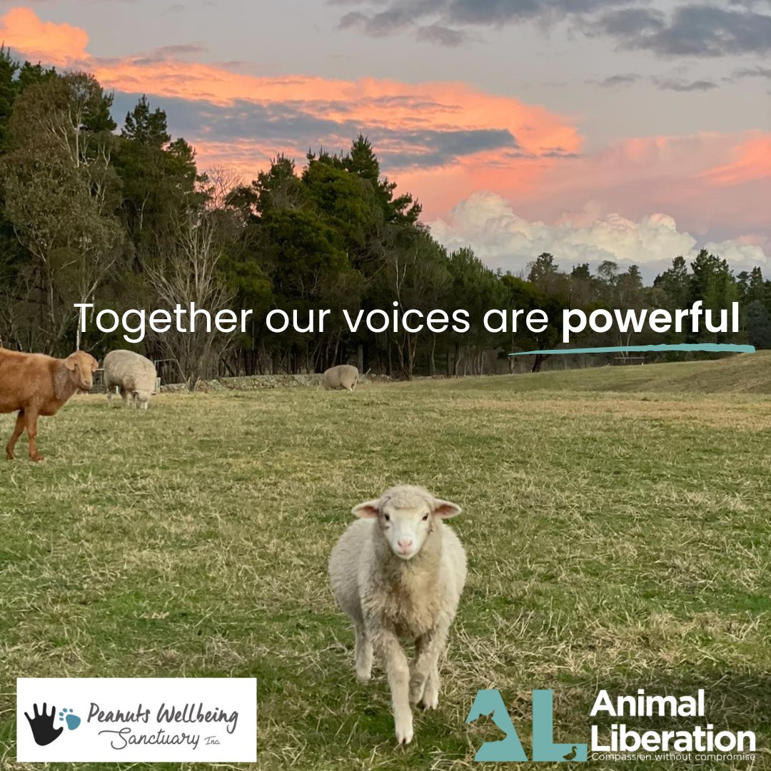 The Albanese government has finally legislated the date for the live export of sheep by sea to be banned in May 2028.
Whilst we know this is not soon enough, this progress shows that our voices for animals together are 𝐩𝐨𝐰𝐞𝐫𝐟𝐮𝐥 𝐚𝐧𝐝 𝐰𝐞 𝐜𝐚𝐧 𝐰𝐢𝐧.