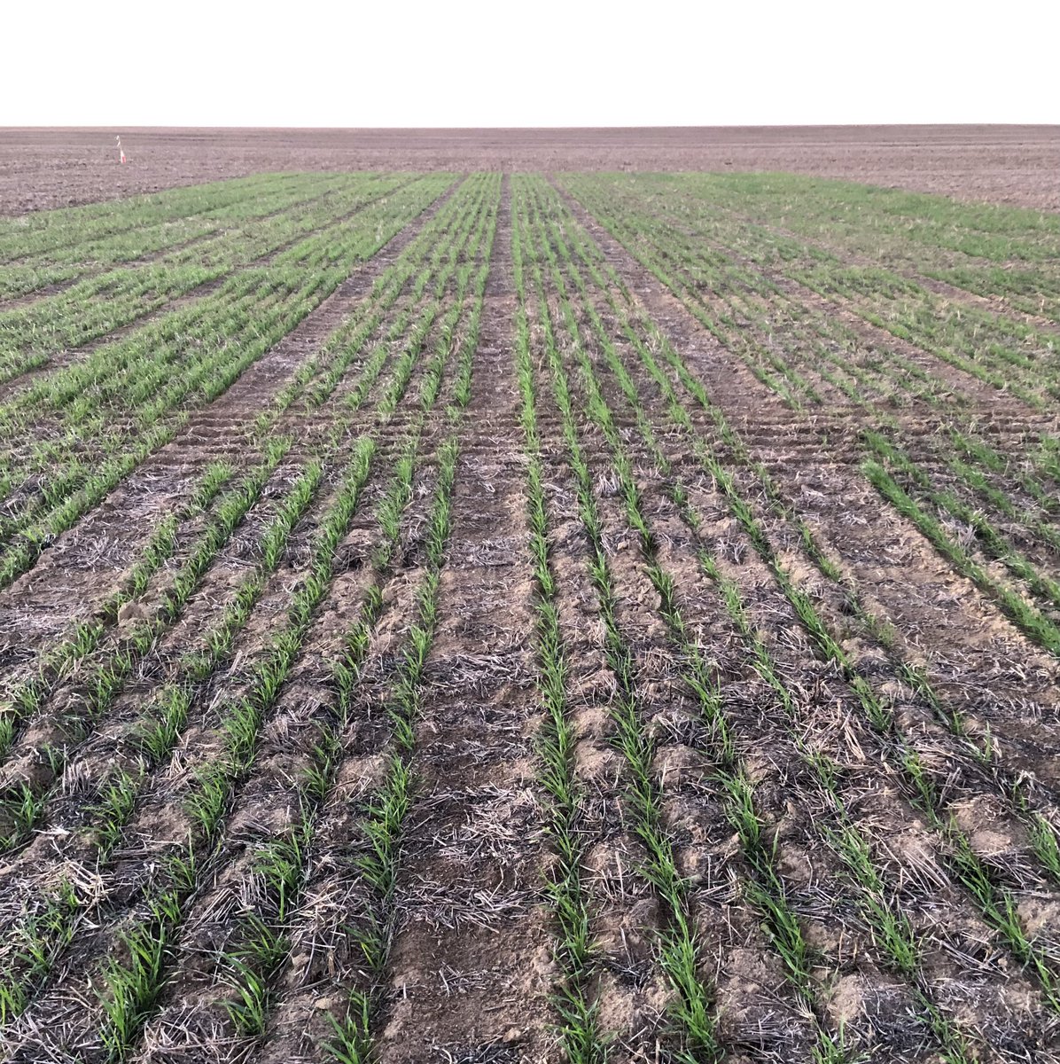Hyden Early break Wheat NVT looking amazing. One of the few sites that received substantial summer rainfall, the site still had to be irrigated as moisture was further down the profile at seeding. @GRDC_NVT #NVTprovider
