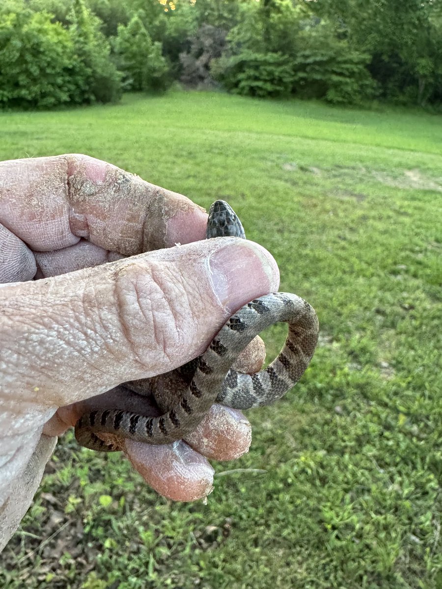 Baby snakes are hatching out. Don’t kill them. They will eat rats and other pests eventually. It did not bite me out of professional courtesy.