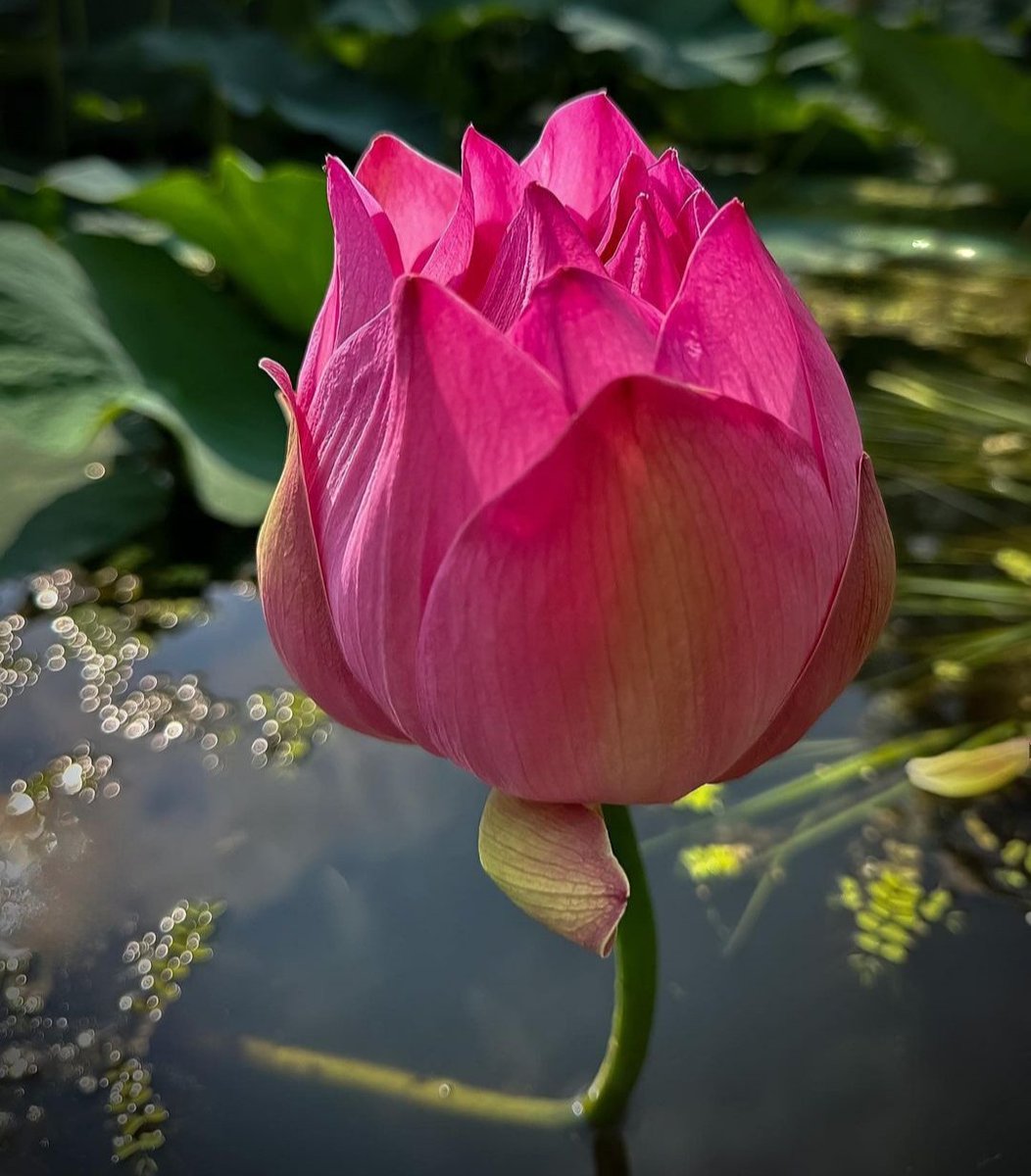 #summertime #flowers #lotuses #water #lilies #swamp #beautiful