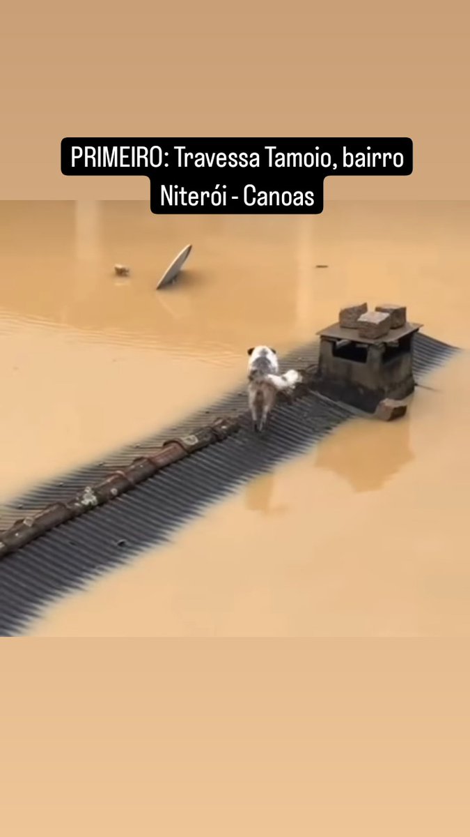 lmjglossy's tweet image. Escrevi em cada foto cada localização certa podem repassar sem confundir! SALVEM OS TRÊS DOGUINHOS ILHADOS