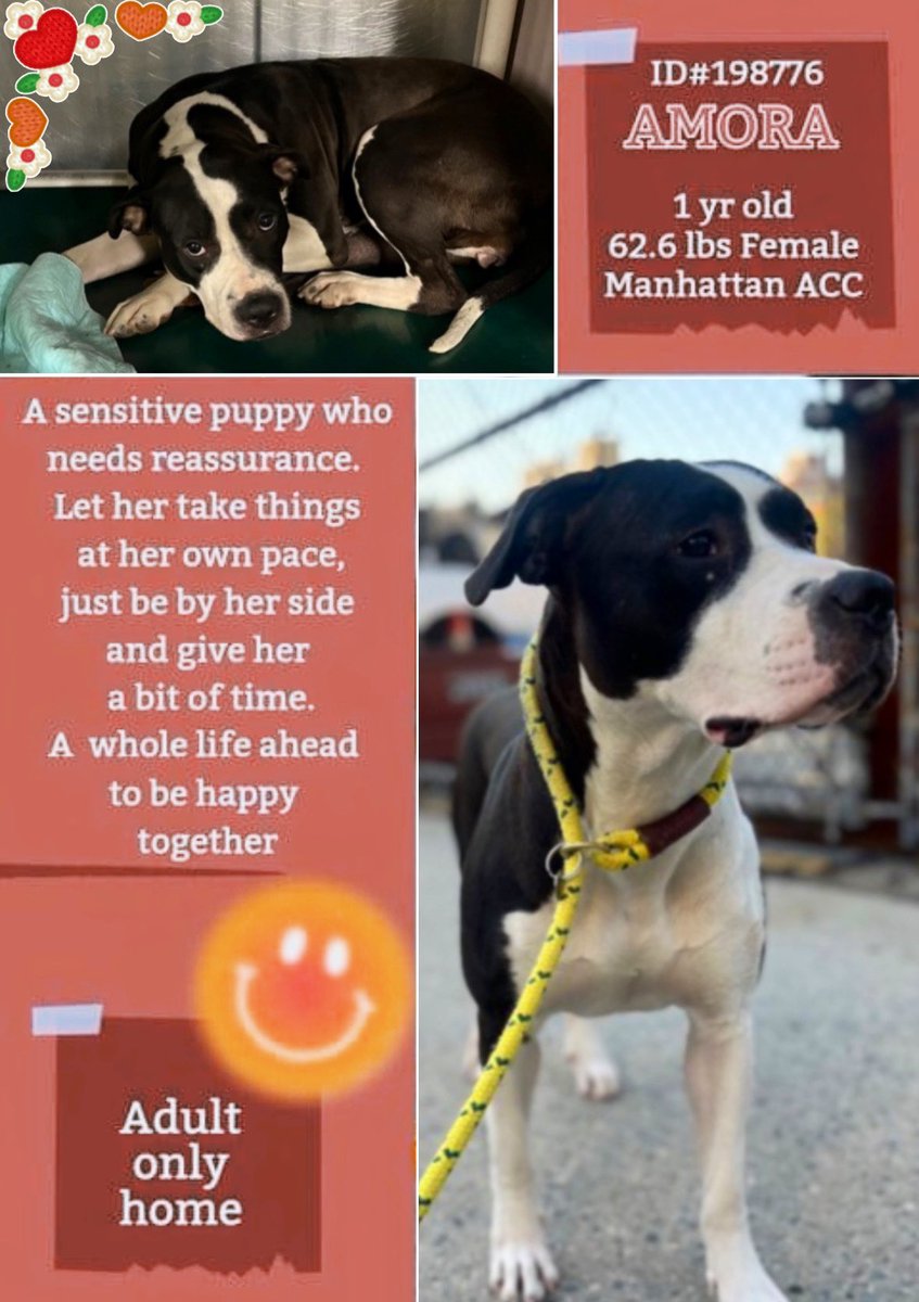 #AdoptDontShop
🐶 Amora 🥰
#NYCACC #NewYork
1yo 62lbs sensitive girl. Amora is hoping a loving patient pawparent finds her soon. 🙏🏽🏡🛟 Shelter is FULL. Can you foster? #FostersSaveLives 
#AdoptMe #FosterMe #RescueMe
✨ nycacc.app/browse/198776 💖